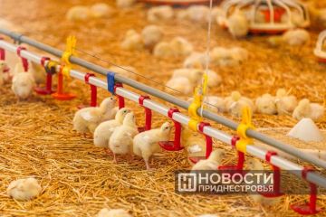 Производство мяса птицы выросло на 27%, а куриных яиц – на 45% по сравнению с аналогичным периодом прошлого года