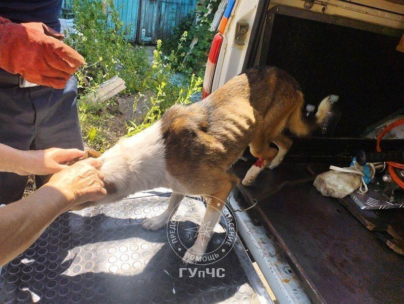 Рыбницкие спасатели помогли бездомному псу Рыбницкие спасатели помогли бездомному псу