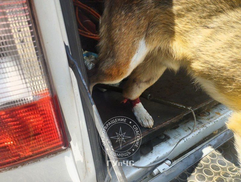 Рыбницкие спасатели помогли Борису Рыбницкие спасатели помогли Борису