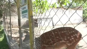 Енот Лола только в горизонтальном положении, лисы сбросили шубы и прячутся в домиках, медведица Маша плещется в бассейне, попугаи ищут прохладные места – так проходят знойные дни в Дубоссарском зоопарке