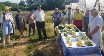 Приднестровские агрономы вывели сорт кабачка, который даёт 20 тонн с гектара — это почти на 80% больше обычного