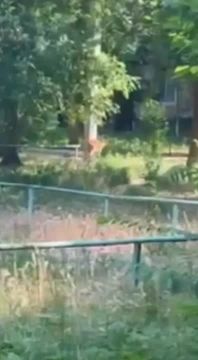 Раненую косулю поймали милиционеры на Ленинском в Бендерах и отвезли в ветклинику, там ей оказали помощь