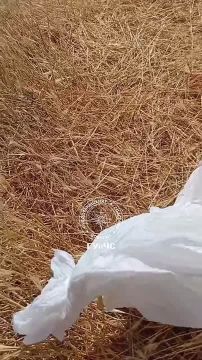 В Григориополе спасатели поймали пятнистую змею