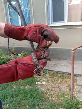 Спасатели поймали пятнистую змею в Григориополе