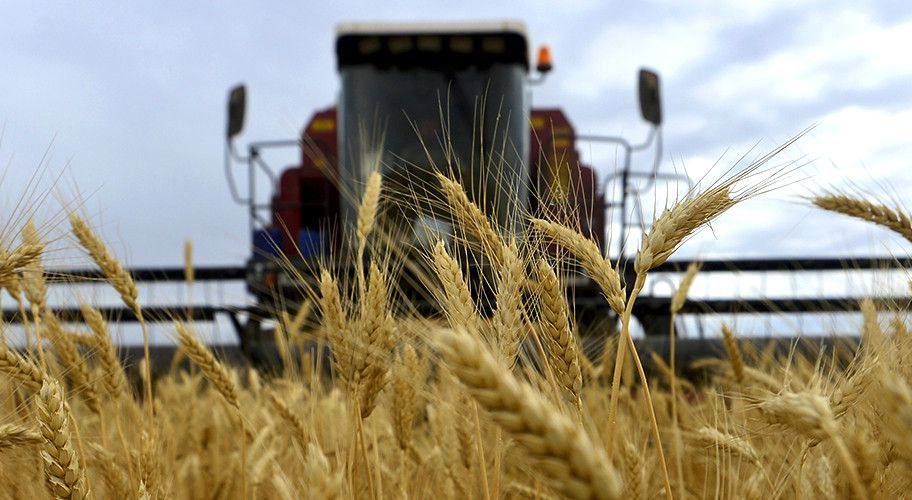 В Слободзее продолжают убирать урожай
