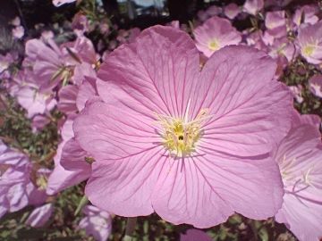 7 июля ожидается переменная облачность, во второй половине дня местами кратковременный дождь, возможно гроза