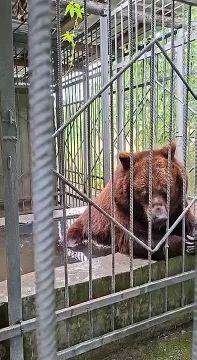 У медведицы Маши из Дубоссарского зоопарка ол инклюзив: завтрак – каша с мясом, душ и личный бассейн
