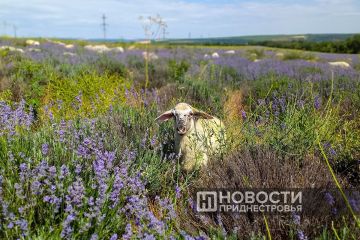 Овцы, лаванда и эфирное масло — в Дубоссарском районе развивают сразу всё