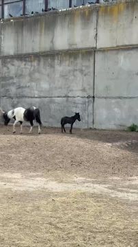� ������ ����� ������ ������� ������� ����