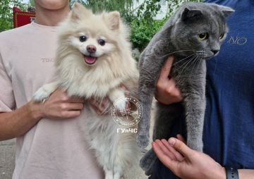 Из соседних задымленных квартир огнеборцы спасли кота и собаку
