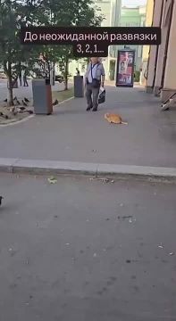 Из рубрики «Не у нас»: В соцсетях завирусилось видео про самокатчика, который спугнул кота, пока хвостатый охотился на голубя