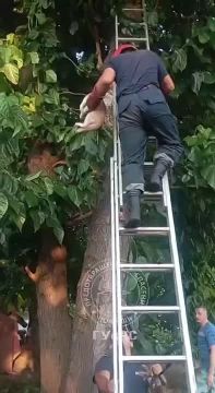 В Тирасполе спасатели сняли с дерева котёнка