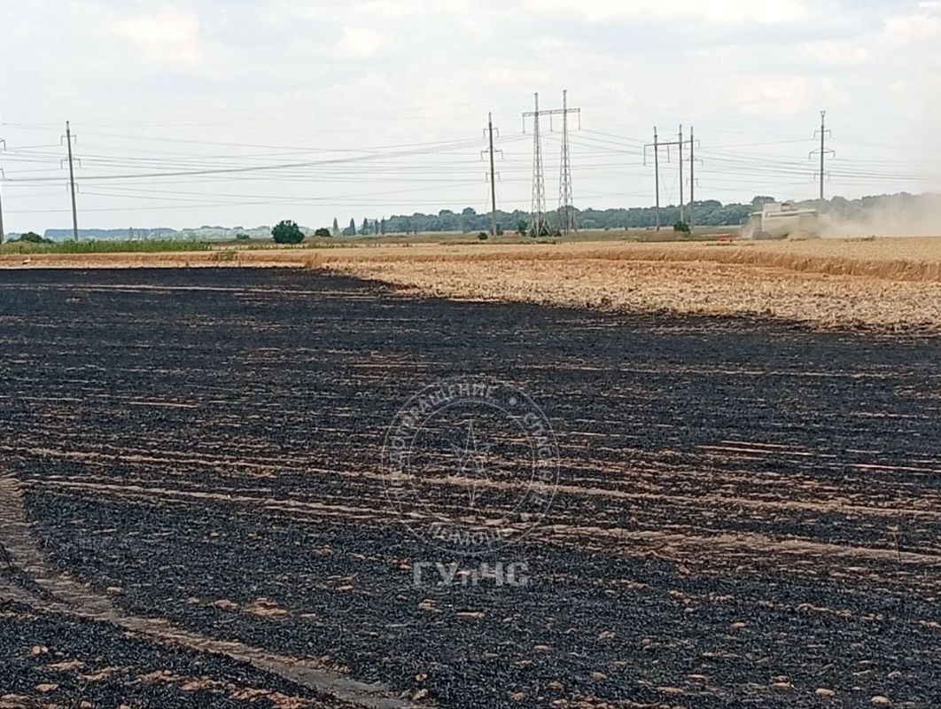 В районе села Незавертайловка пожар уничтожил около 50 гектаров пшеницы В районе села Незавертайловка пожар уничтожил около 50 гектаров пшеницы