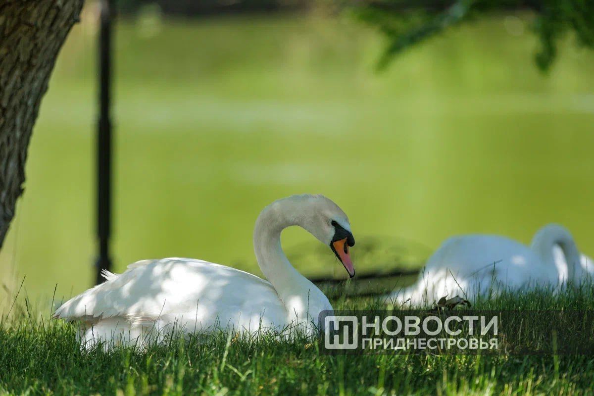 Жара продлится в Приднестровье недолго – до выходных