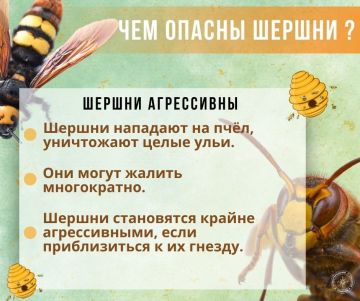 ГУпЧС напоминает: шершни очень опасны