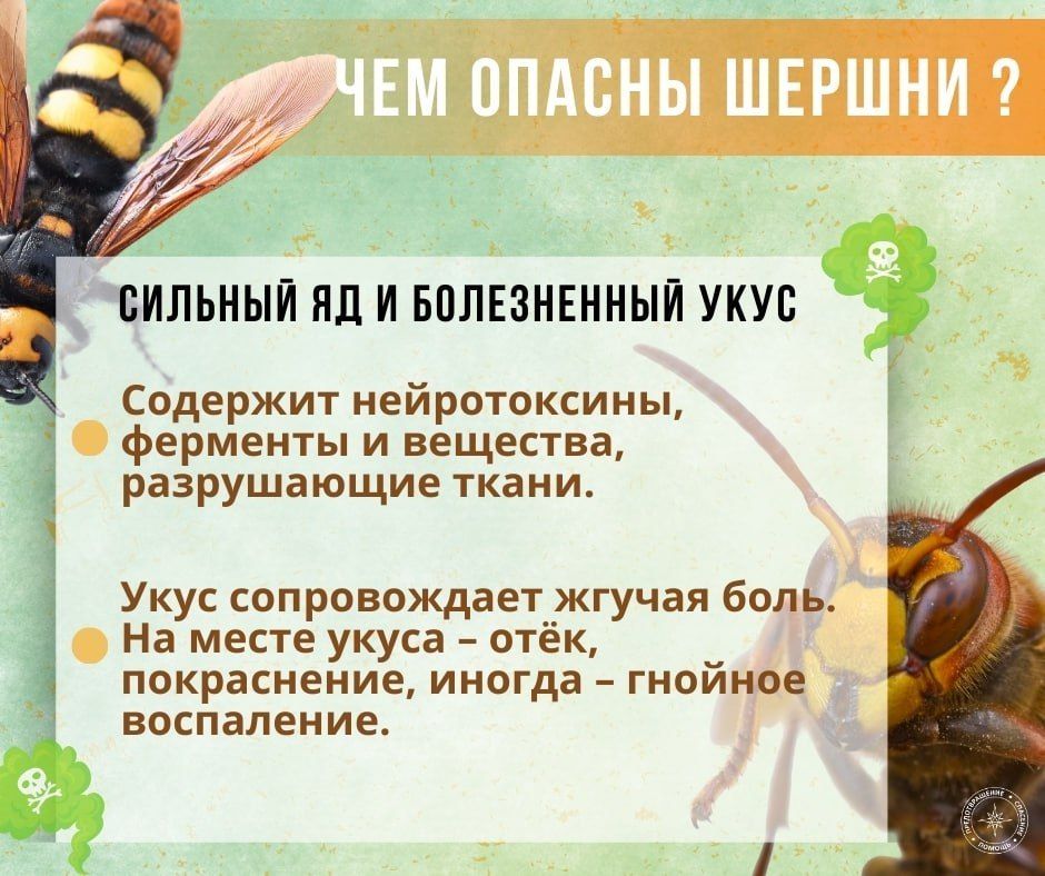 ГУпЧС напоминает: шершни очень опасны ГУпЧС напоминает: шершни очень опасны