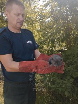 В Рыбнице спасли котёнка. Мать и сын услышали жалобное мяуканье из трубы на заброшенном кагатном поле