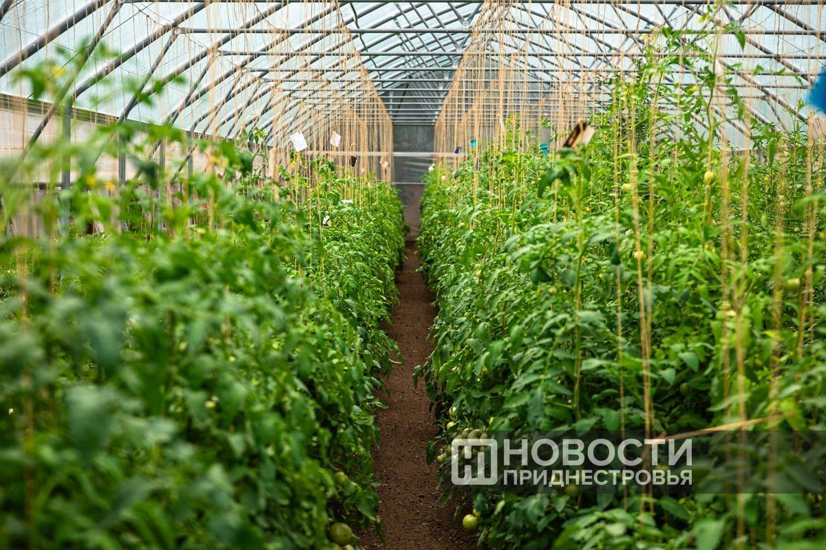 «Черничный коктейль», «Розовый туман», итальянская «Порпора», китайские коричневые помидоры и томаты биколор — приднестровские селекционеры создают гибриды и проверяют новые сорта в теплицах «Черничный коктейль», «Розовый туман», итальянская «Порпора», китайские коричневые помидоры и томаты биколор — приднестровские селекционеры создают гибриды и проверяют новые сорта в теплицах