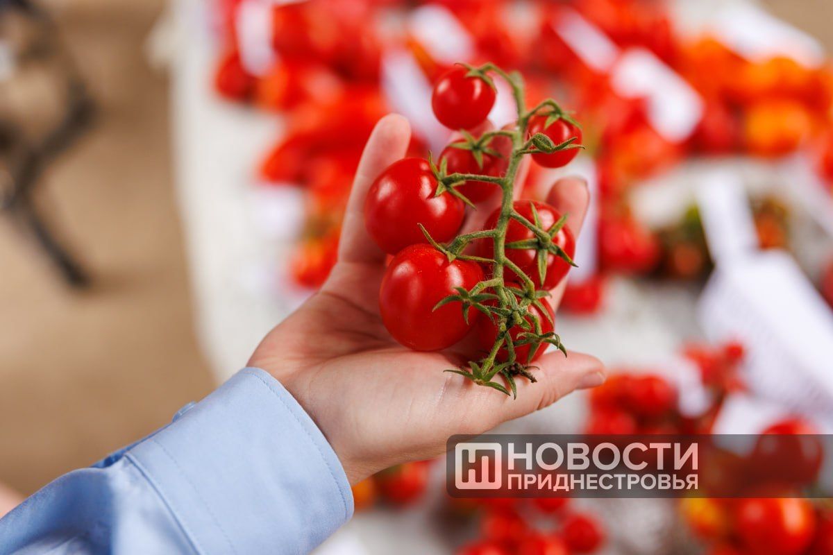 «Черничный коктейль», «Розовый туман», итальянская «Порпора», китайские коричневые помидоры и томаты биколор — приднестровские селекционеры создают гибриды и проверяют новые сорта в теплицах