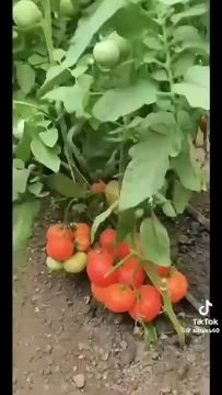Приднестровские учёные показали новый выведенный гибрид