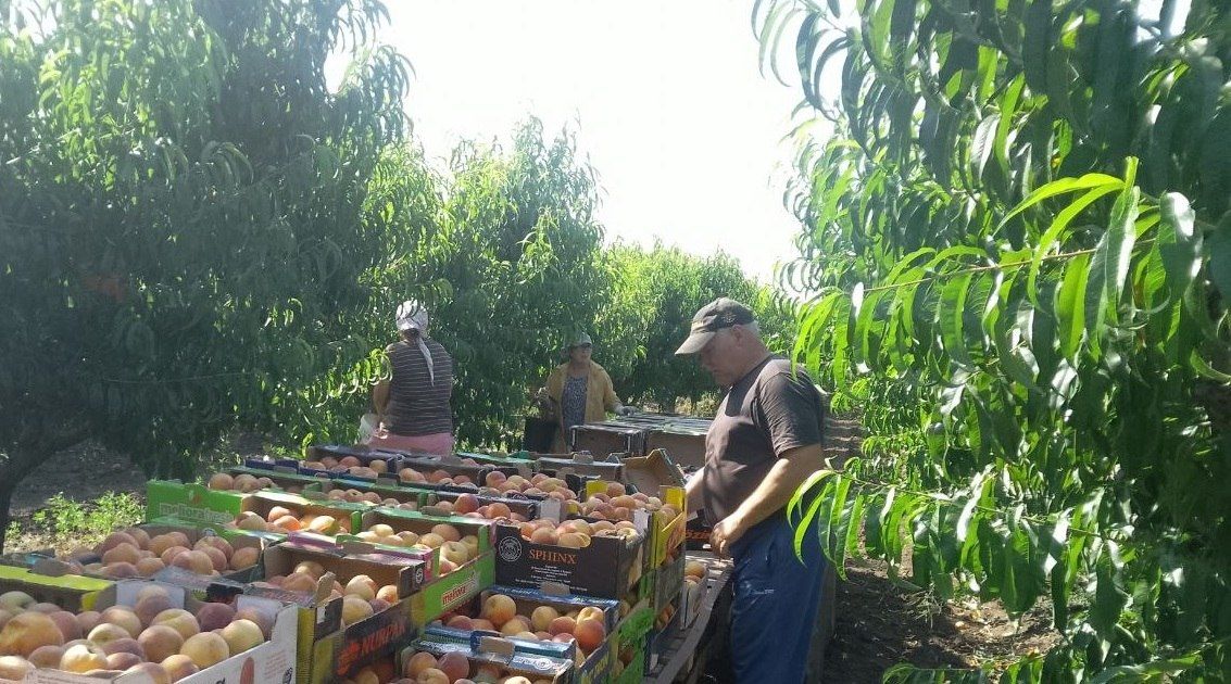 В Рыбницком районе идёт сбор персика В Рыбницком районе идёт сбор персика