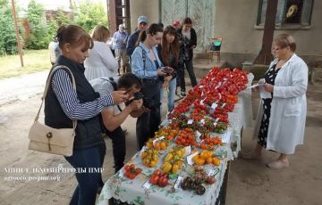 В Приднестровье испытывают более 140 сортов и гибридов томатов