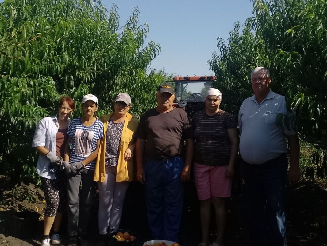 В Рыбницком районе идёт сбор персика