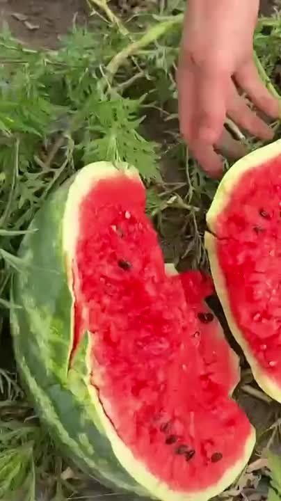 Накачанный парень дал нашему корреспонденту попробовать медовый арбуз в поле в Малаештах