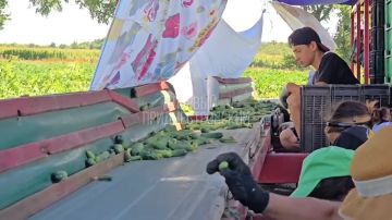 Закатки прямо с грядки. Каменский консервный завод начал уборку огурцов на своих полях. В день выходит около 5 тонн. Всё везут на линию и маринуют. В планах на этот год закатать 250 тысяч банок с хрустящими огурцами