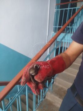 Говорят, ласточки приносят добрые новости