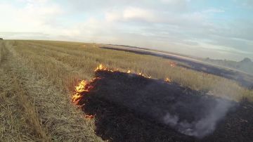 У села Гершуновка Рыбницкого района из-за брошенной сигареты загорелась стерня – выгорело 6 гектаров сухостоя