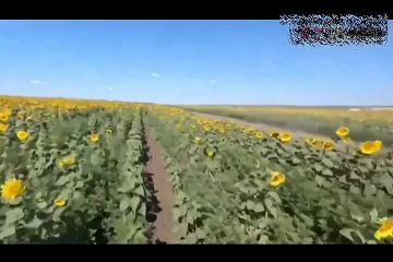 ������ ���� Hornet �� ��������� ���-131 �� ������, ��� ����