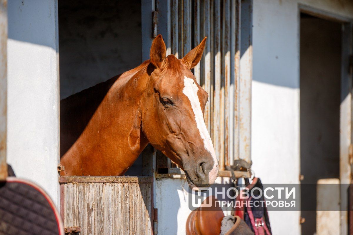Двухдневные состязания по конкуру прошли в Тирасполе Двухдневные состязания по конкуру прошли в Тирасполе