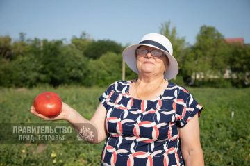 От ранних до поздних сортов: селекционеры представили новые разработки