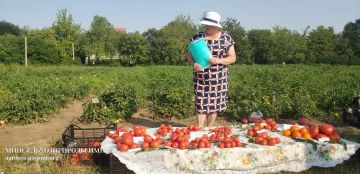 Селекционеры Приднестровского НИИ сельского хозяйства представили результаты полевых опытов по томатам