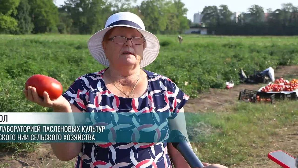 Полосатые, каплевидные, зелёные и белые – всё о помидорах, баклажанах и перце. Специалисты НИИ сельского хозяйства подвели итоги полевых опытов и рассказали, какие новые сорта придут на рынки в ближайшие годы