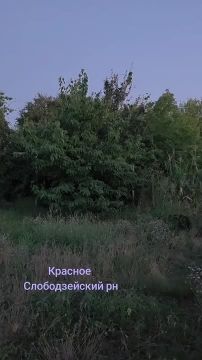 6 аистов замечены на дереве и столбе в селе Красное Слободзейского района
