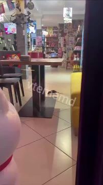 Рататуй зашёл на обед в кафешку в Кишиневе