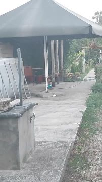 Две лисы воруют ведро и бегают с ним во дворе частного дома в Парканах на улице Макалича