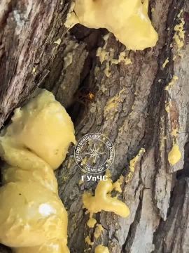��� ����������� ������� ���������� � ���������