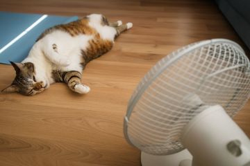 � ������������� ������ ��������� �� +37��