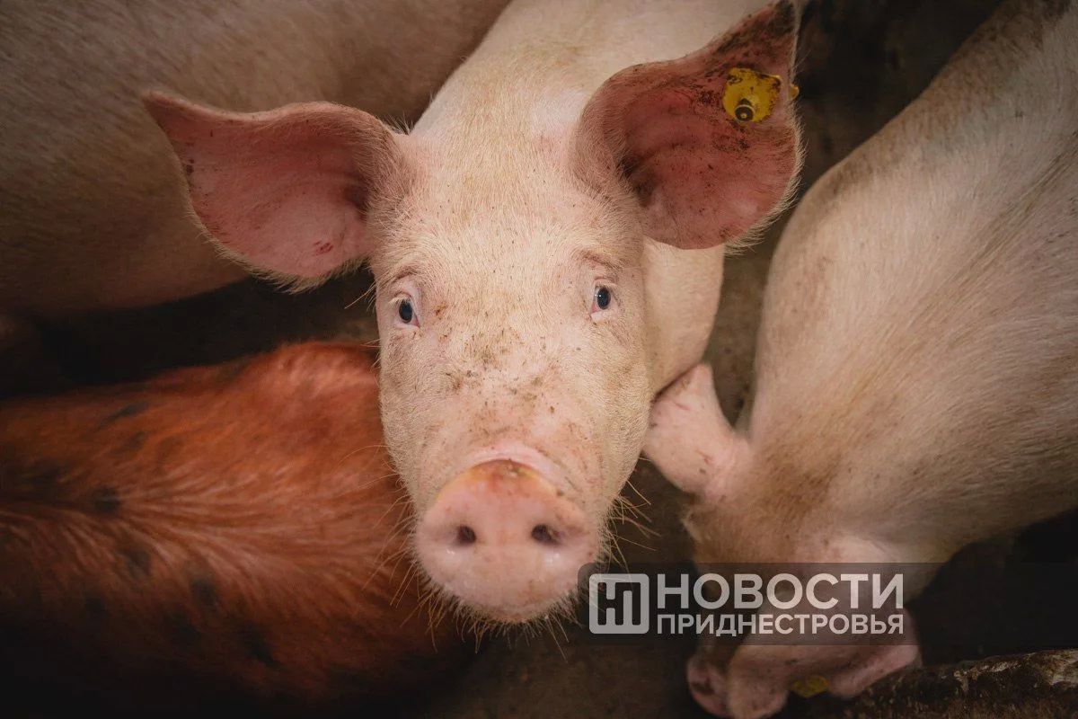 Новые очаги африканской чумы свиней зафиксировали в трёх населённых пунктах Молдовы