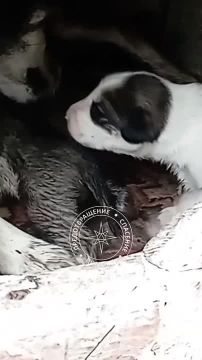 ���������� ����� ������ ������