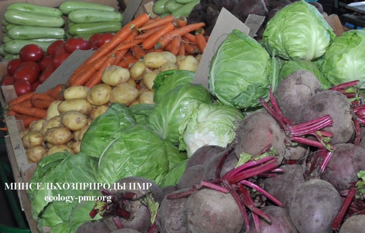 Овощеводческие хозяйства Приднестровья убирают картофель и овощные культуры Овощеводческие хозяйства Приднестровья убирают картофель и овощные культуры
