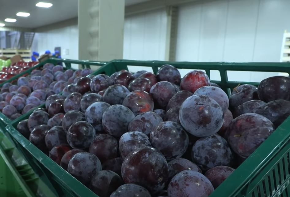 В садоводческих хозяйствах продолжается сбор плодово-ягодных культур В садоводческих хозяйствах продолжается сбор плодово-ягодных культур