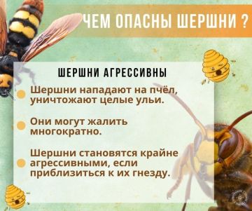 ГУпЧС напоминает: шершни очень опасны