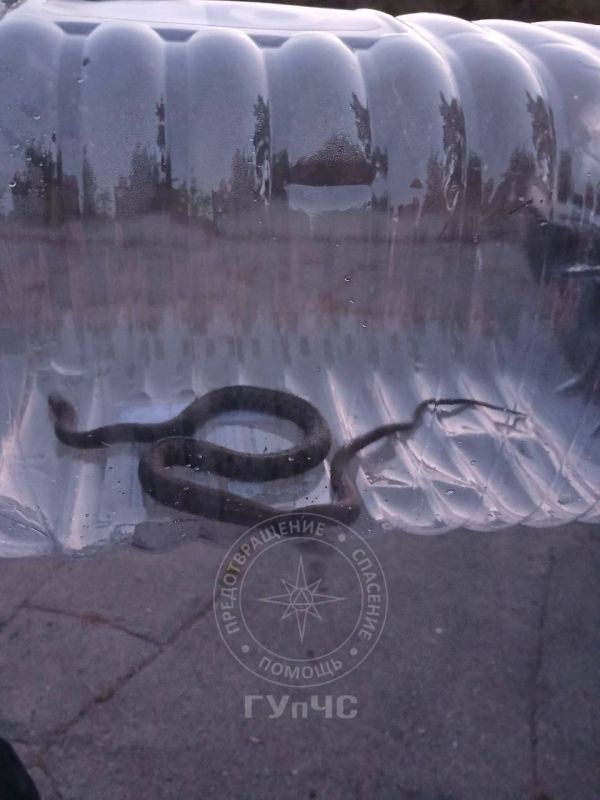В Бендерах спасатели помогли водителю избавиться от змеи в автомобиле В Бендерах спасатели помогли водителю избавиться от змеи в автомобиле