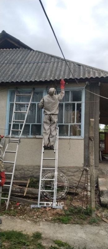 Большой рой агрессивных шершней уничтожили в Рашкове Большой рой агрессивных шершней уничтожили в Рашкове