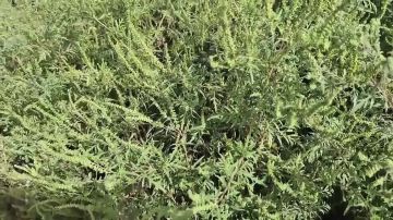 ���� �������� ����� ������� �� ������� ���� ������ ��� ������, ����� ���� ��� ������ ������ �� �������
