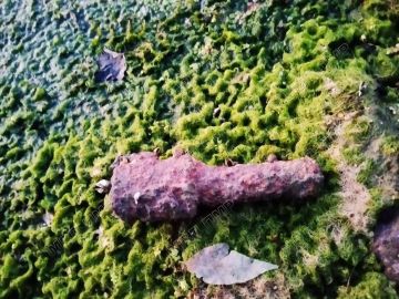 У Днестра в Тирасполе нашли боеприпас времён Великой Отечественной войны